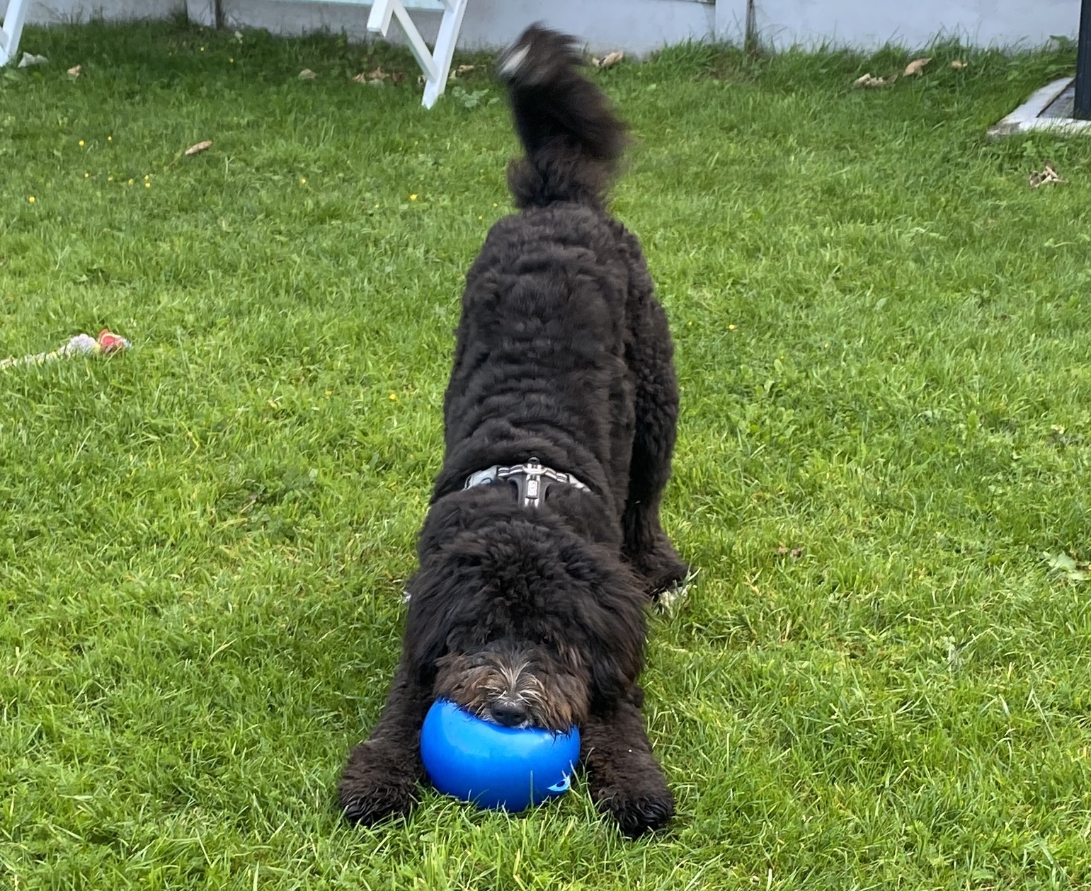 The dog / bear that we are minding at the moment